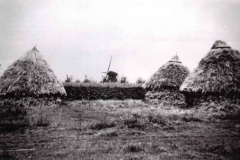 Datering 1948. koren mijten.